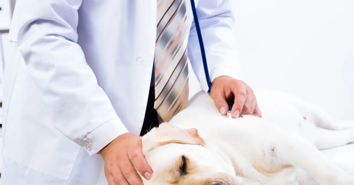 what are signs of anemia in dogs