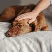 Brain Tumor in Dogs: Symptoms and Treatment Options