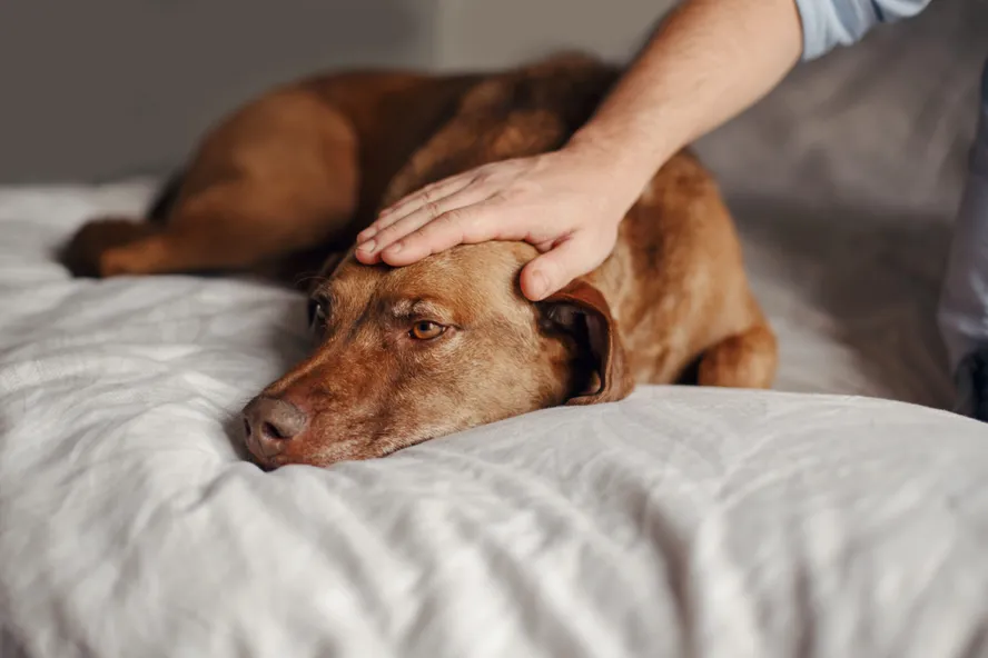 Tumor cerebral en perros: Síntomas y opciones de tratamiento