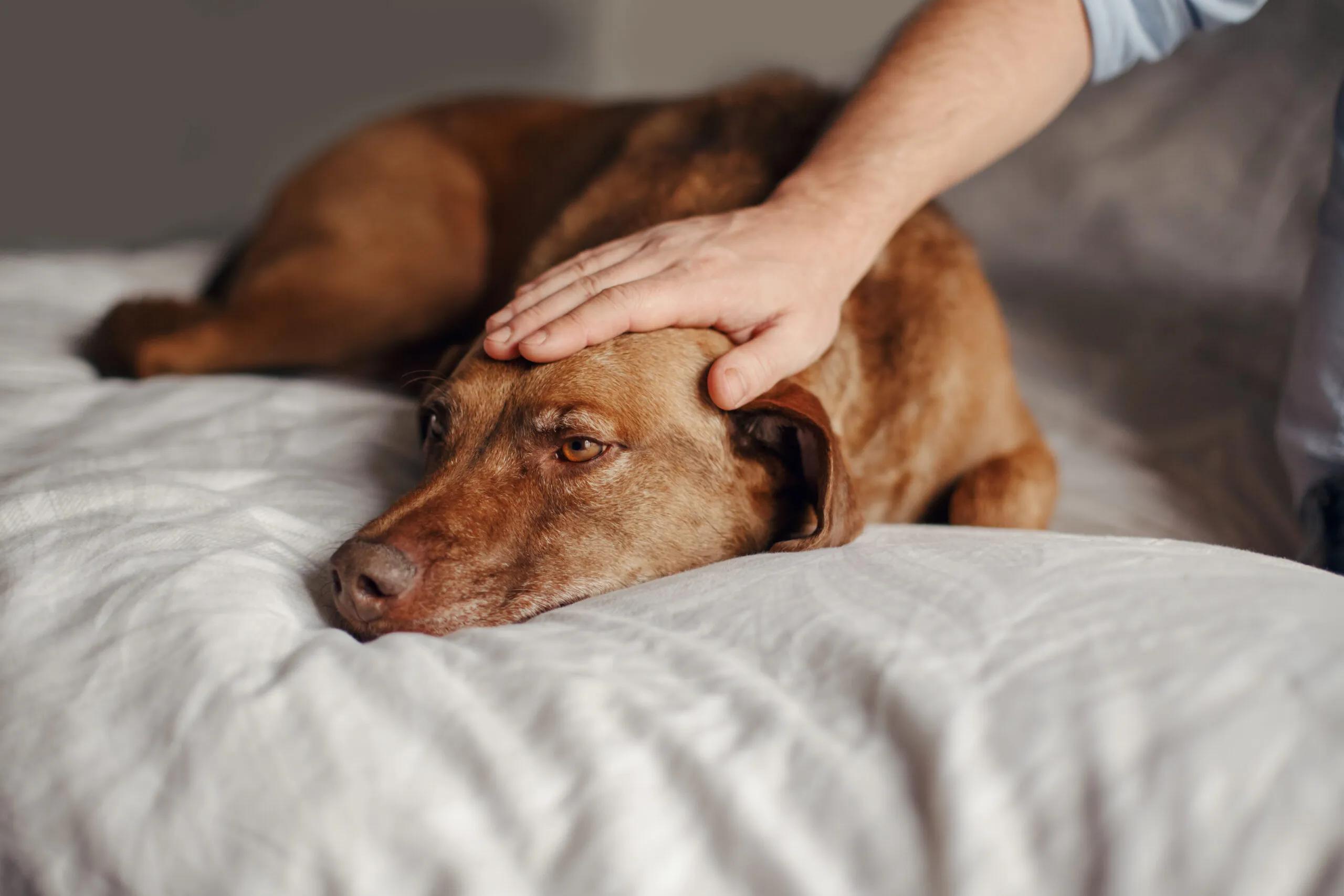 Brain Tumor in Dogs: Symptoms and Treatment Options