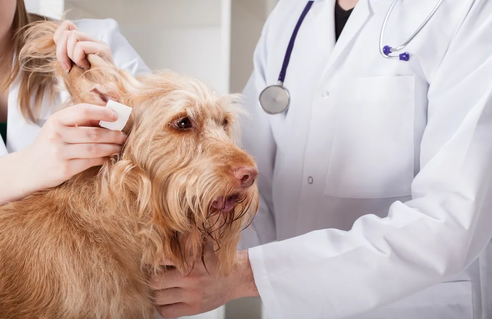 Ear Infection in Dogs: Symptoms and Treatments