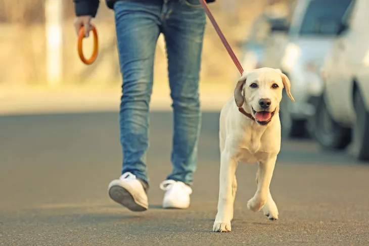 El peligro de los 'perros aspiradora': consejos para que su mascota  mastique y no engulla la