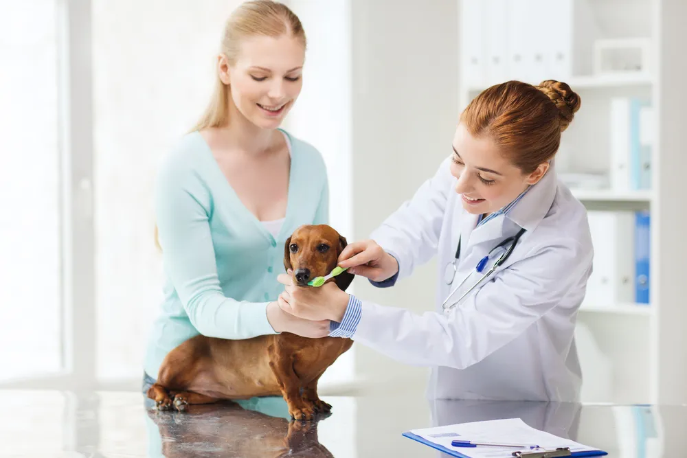 Dental Disease in Dogs: Symptoms and Treatments