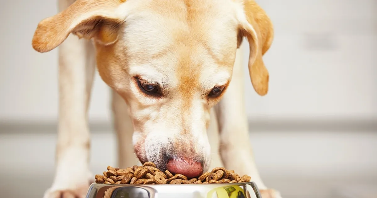 what foods should you never give a dog