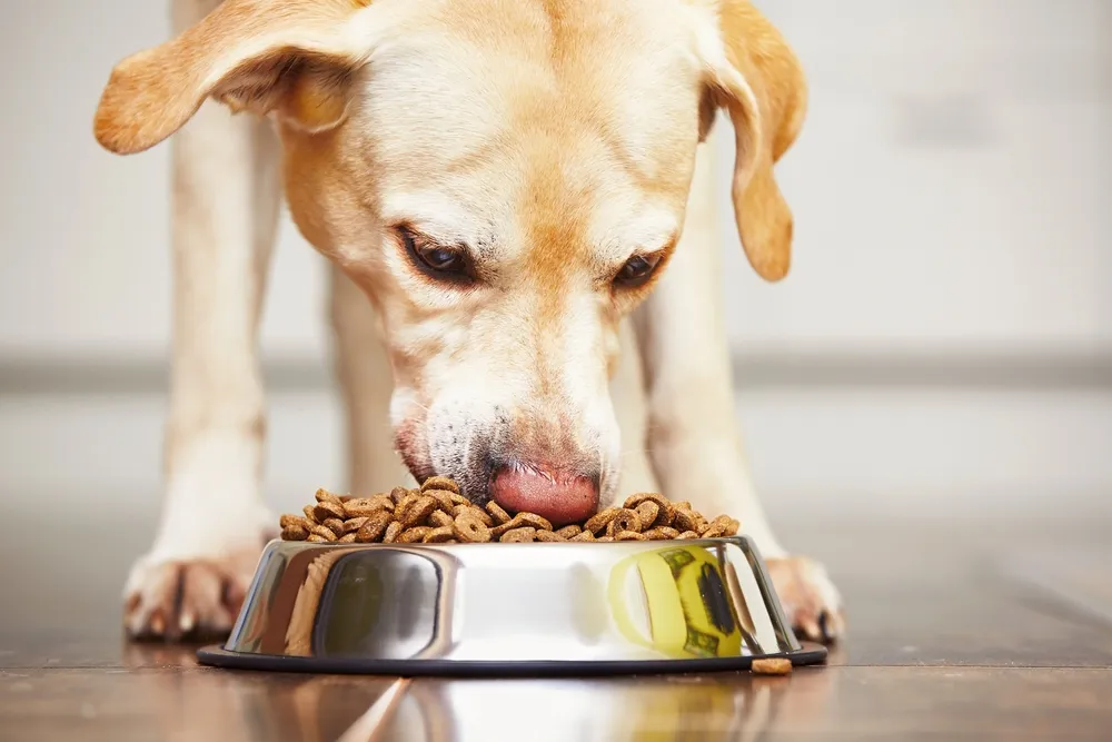 14 alimentos que você nunca deve alimentar seu cão