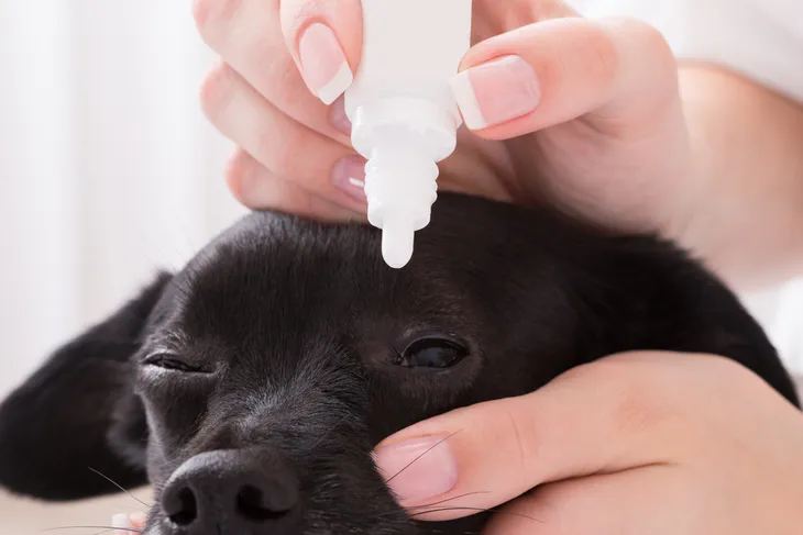 Visine eye clearance drops for dogs