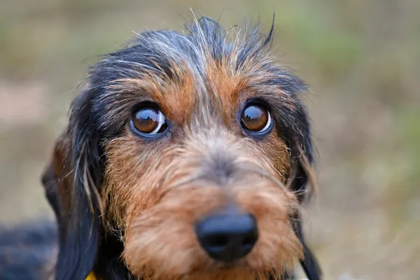 is blepharitis contagious in dogs