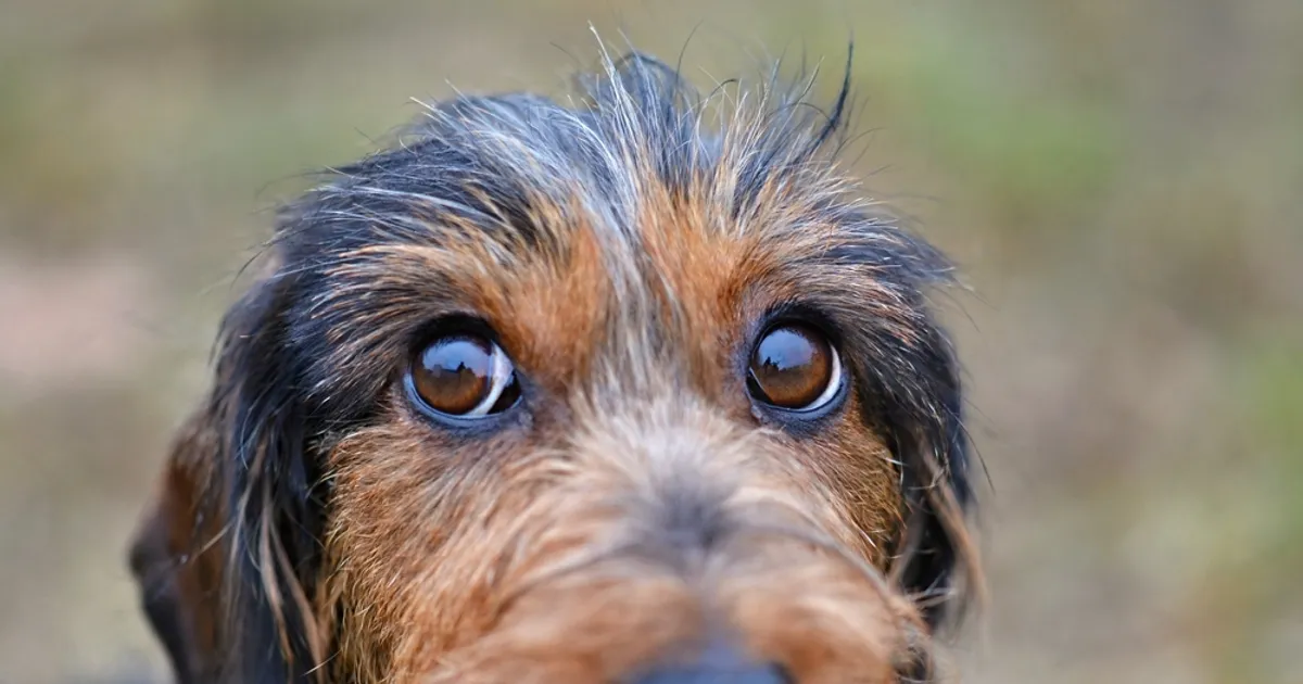 Blepharitis in Dogs Symptoms and Treatments Page 9 of 12