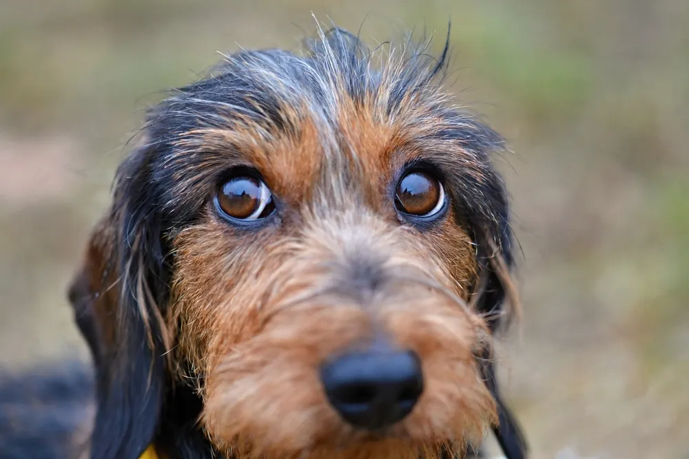 Blepharitis in Dogs: Symptoms and Treatments