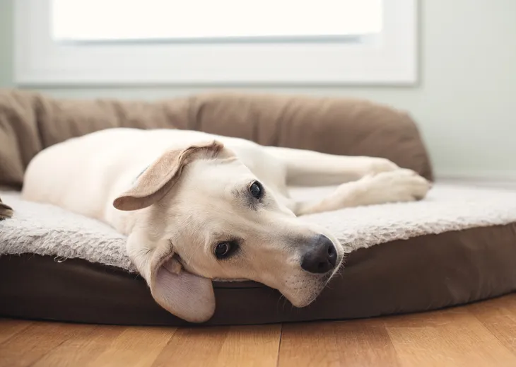 tapeworm segments in dogs