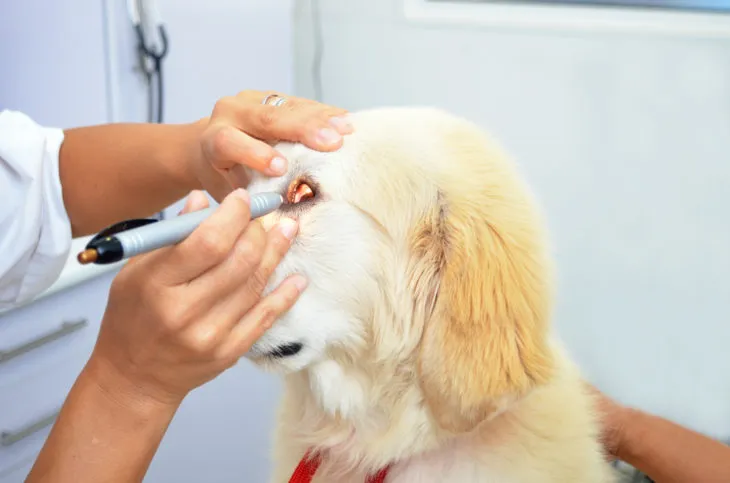 how do you treat blepharitis in dogs