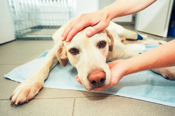 tapeworm segments in dogs