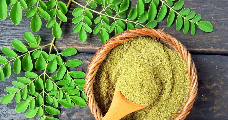 Incredible Health Benefits of Using Moringa Plant