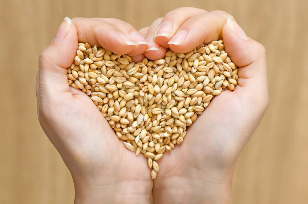 Incredible Health Benefits of Barley