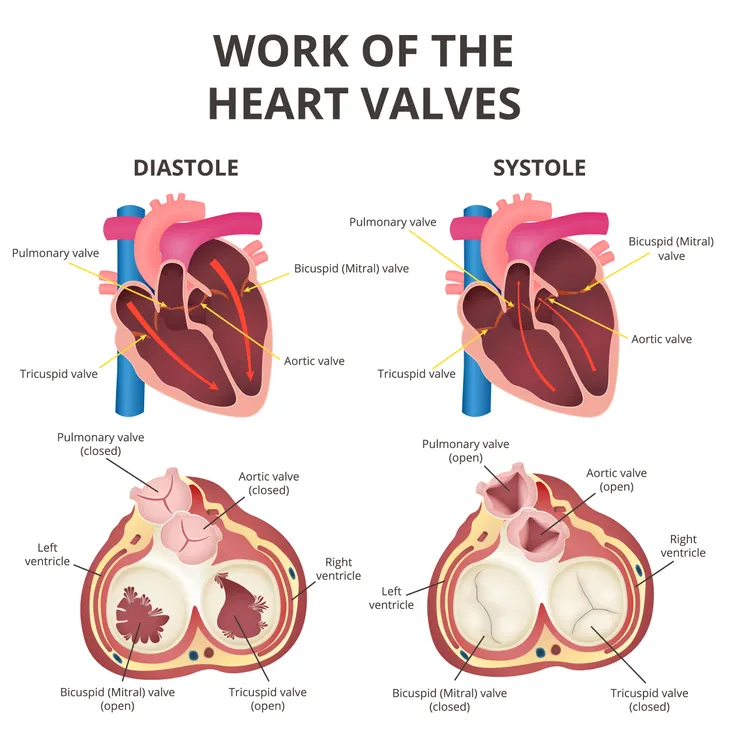 Leaky Heart Valve Symptoms Causes and Treatments ActiveBeat