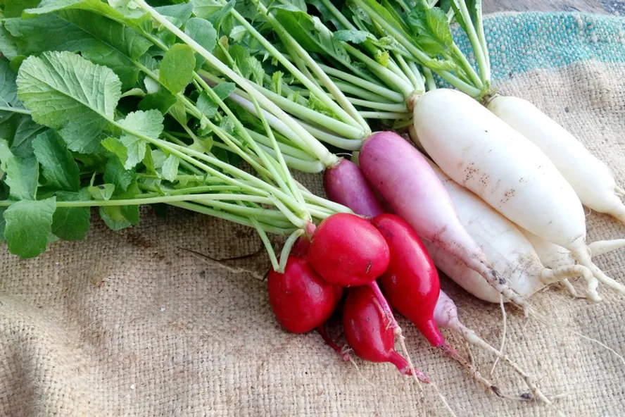 Homegrown Vegetables & Herbs with Serious Health Advantages