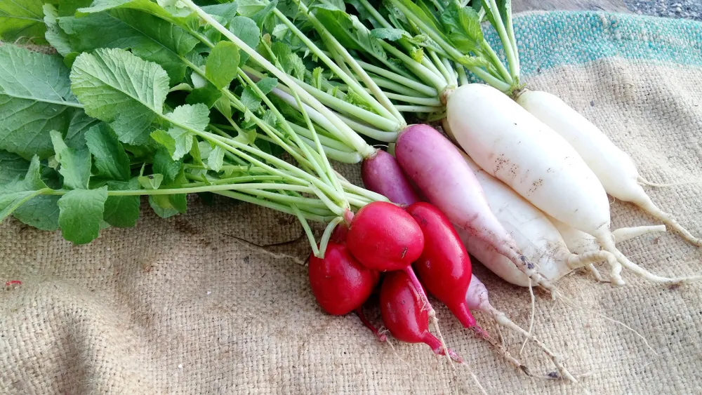 Homegrown Vegetables & Herbs with Serious Health Advantages