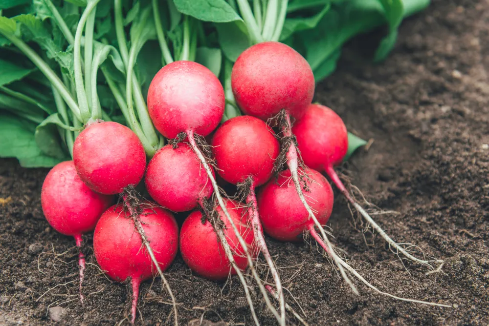 The Incredible Health Benefits of Radishes