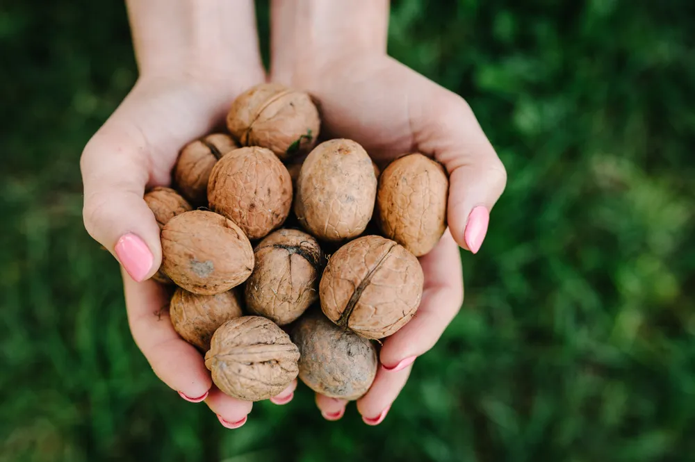 Idea-Inspiring Brain Foods