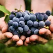 The Incredible Health Benefits of Grapes