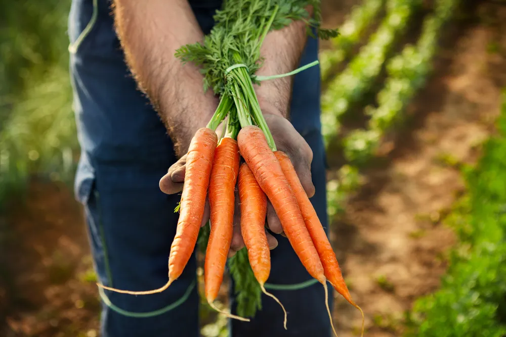 Les Aliments quotidiens qui peuvent aider à prévenir le cancer