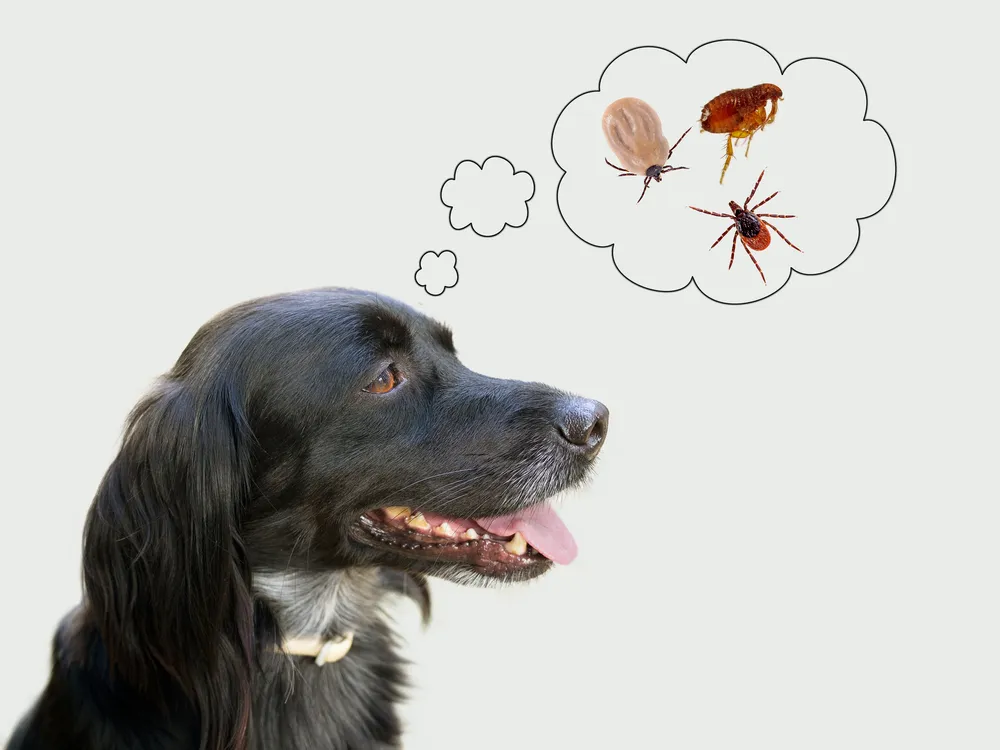 Fleas vs. Ticks: Similarities and Differences