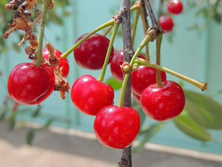 Cherries on the tree