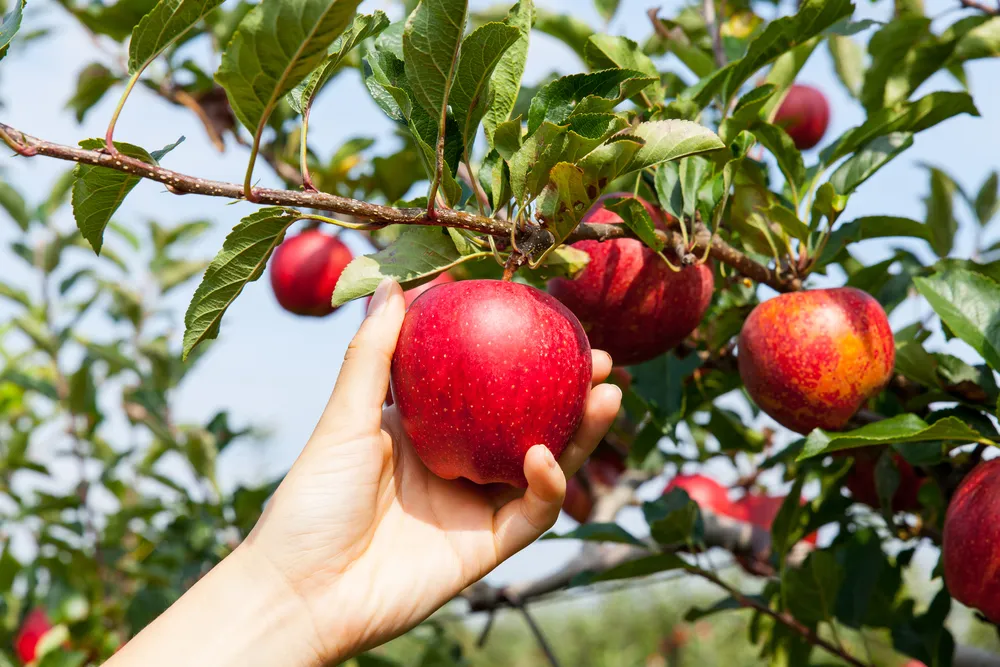 Die besten Lebensmittel zur Senkung des Cholesterinspiegels