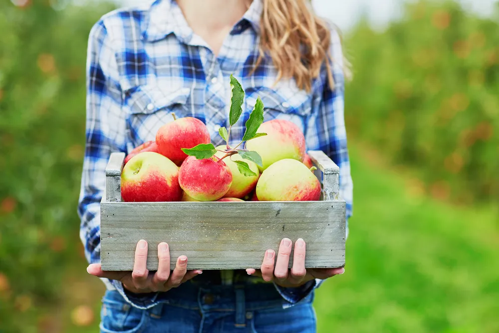 The Incredible Health Benefits of Apples