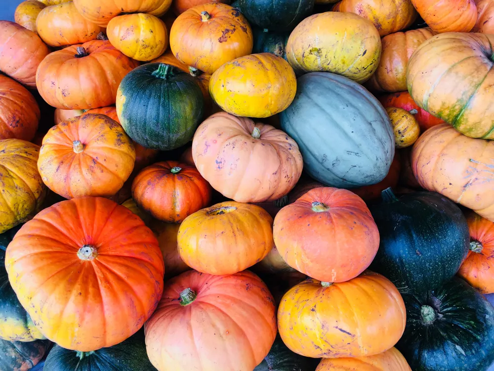 The Incredible Health Benefits of Pumpkins