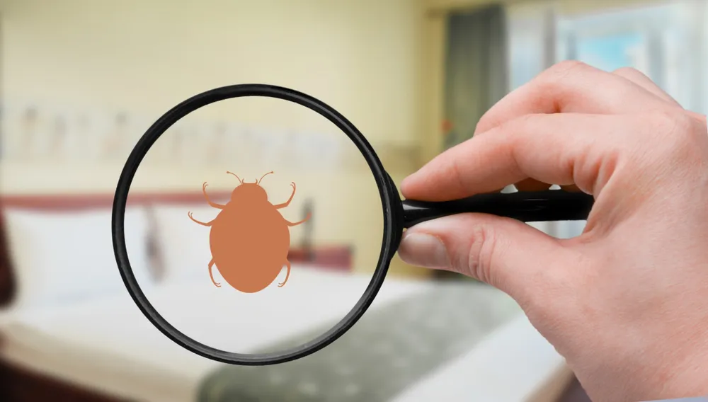 Popular Home Remedies for Bed Bugs