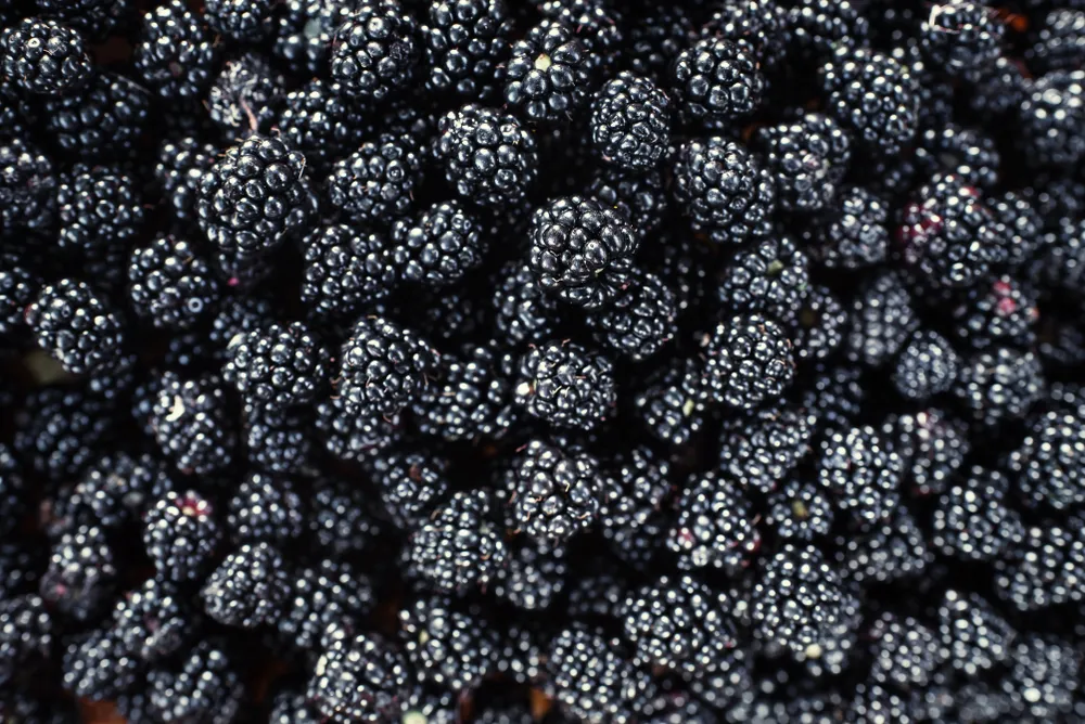 Blackberry-Related Hepatitis A Outbreak in Six States