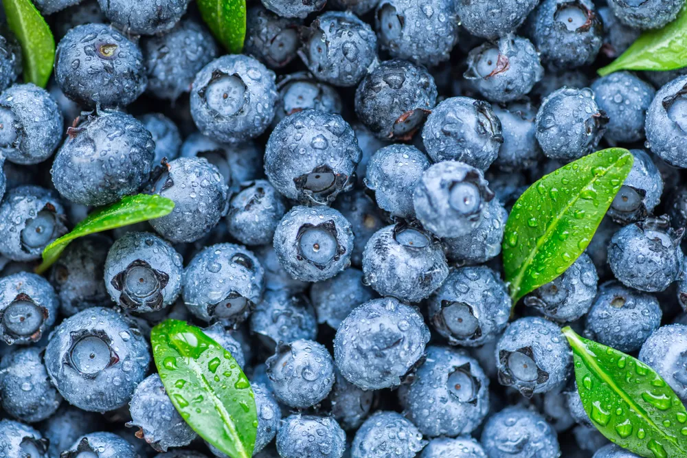 The Incredible Health Benefits of Blueberries