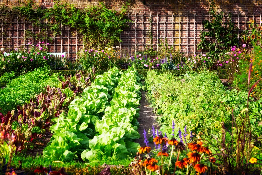 How To Start A Small Backyard Garden