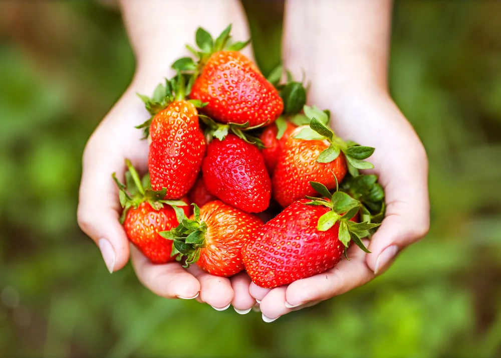 The Incredible Health Benefits of Strawberries