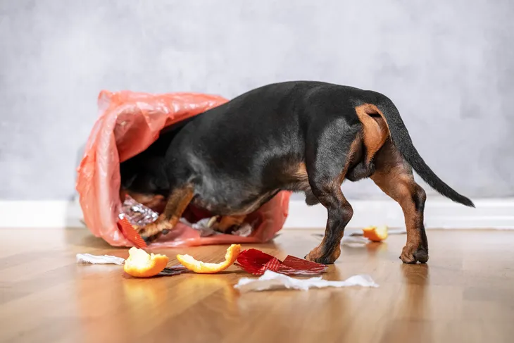 Dog ate spoiled outlet food