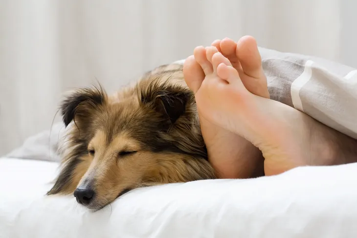 Benefits of sleeping shop with your dog