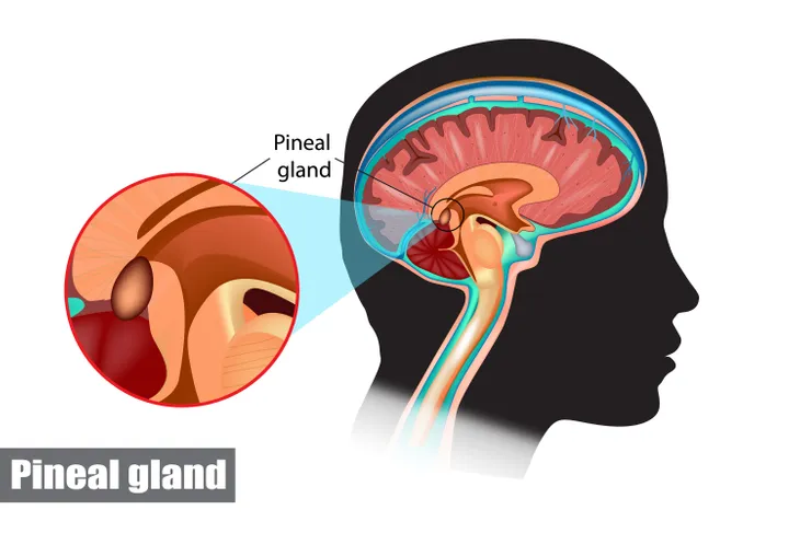 Pineal Gland: What It Is, Function & Disorders
