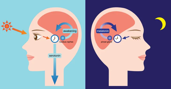 What is the Pineal Gland? – ActiveBeat – Your Daily Dose of Health Headlines