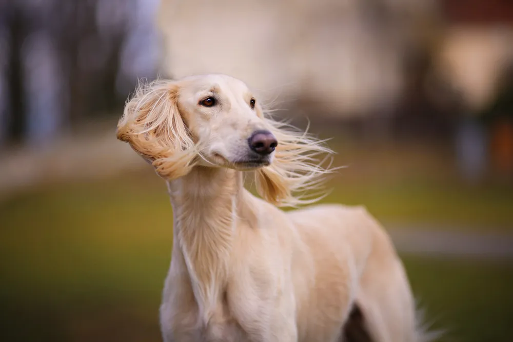 Razas de perros que no mudan pelo