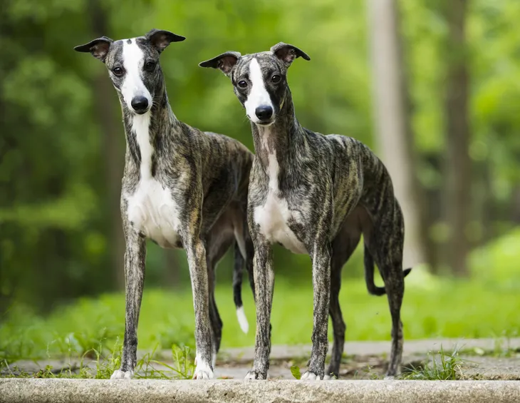 Do clearance whippets shed