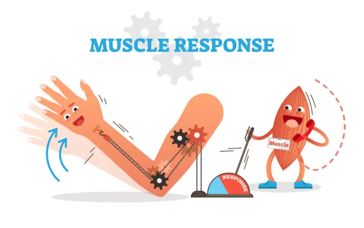 Diagram of muscle response