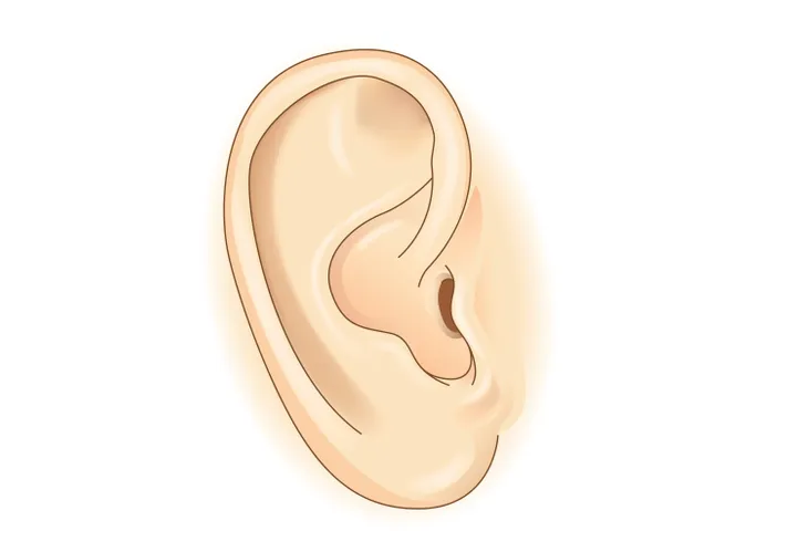 Picture of a ear