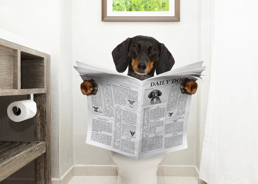 Remèdes naturels contre la constipation canine