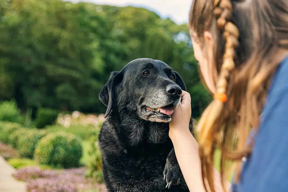 Dolencias comunes en perros mayores