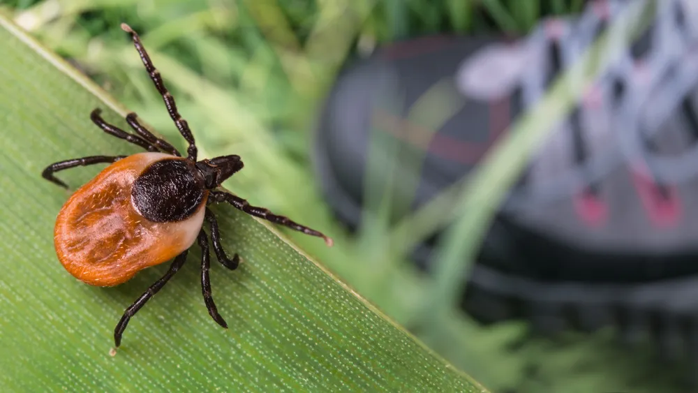 Everything to Know About Ticks