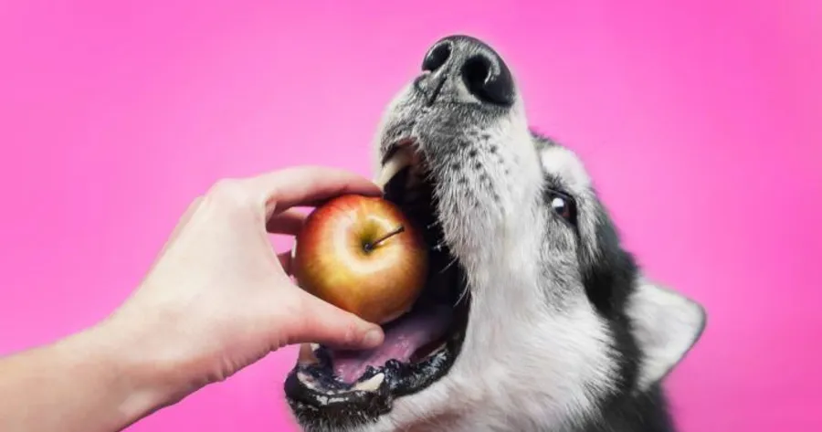 15 alimentos que nunca deberías darle a tu perro