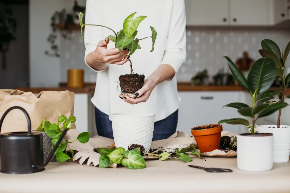 How to Start an Indoor Garden & Top Plants to Grow – ActiveBeat – Your ...