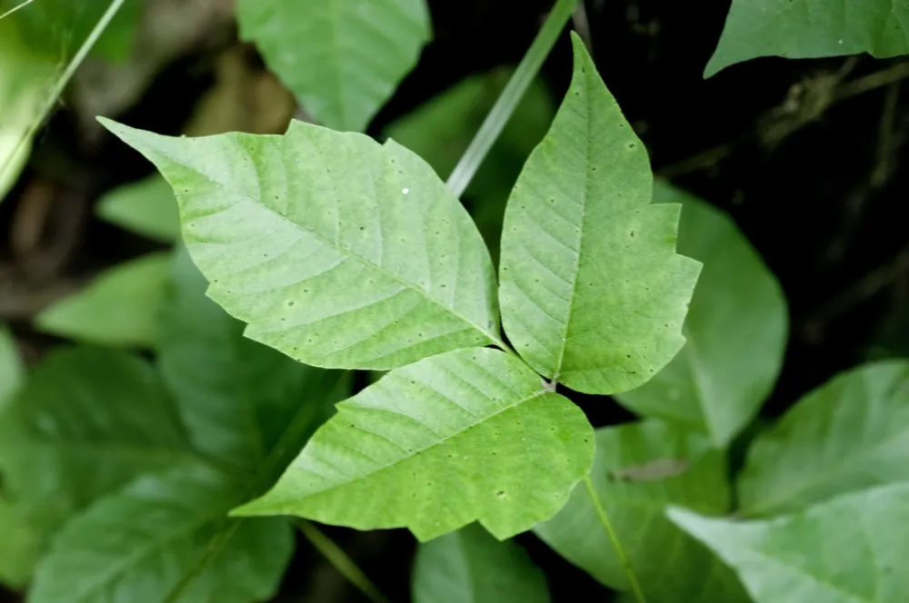 Effective Home Cures for Poison Ivy