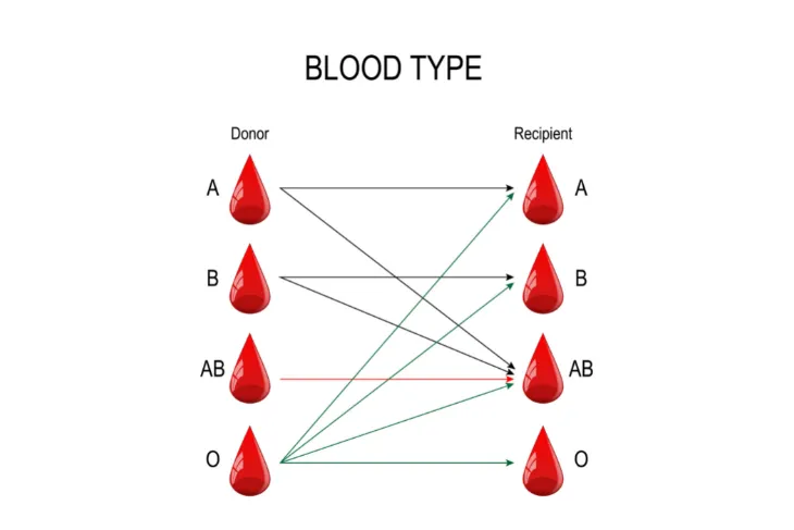 Different Blood Types and What They Mean